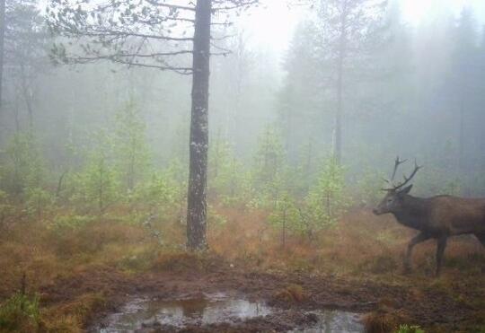 Hjortebukk ved badegrop på myr